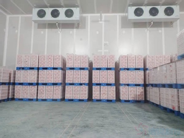 香蕉冷庫儲(chǔ)藏方法